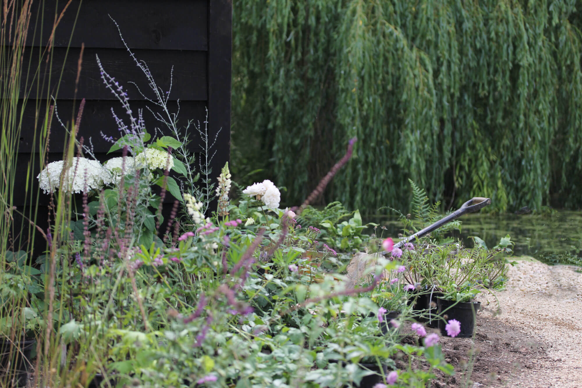 Wild cut flower garden with a weeping willow