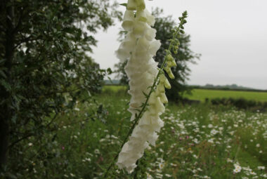 white dancing Foxgloves against a meadow