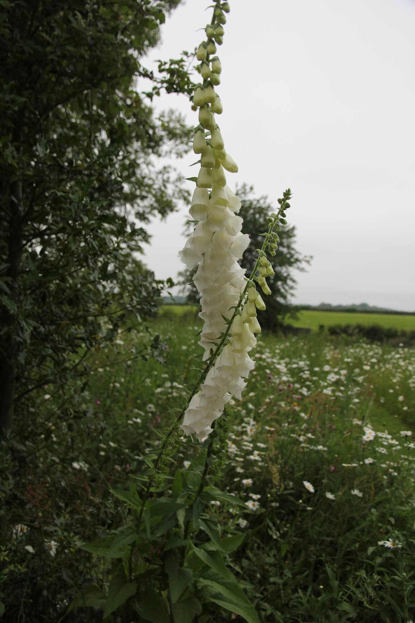 white dancing Foxgloves against a meadow