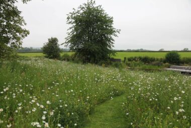 wildflower meadow landscape in Kingham