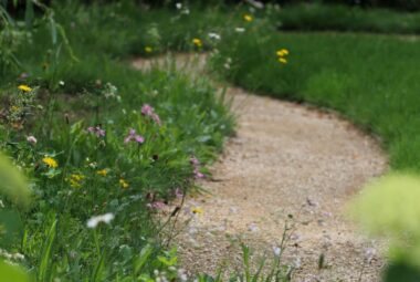 Winding hoggin pathway through a wildflower lawn