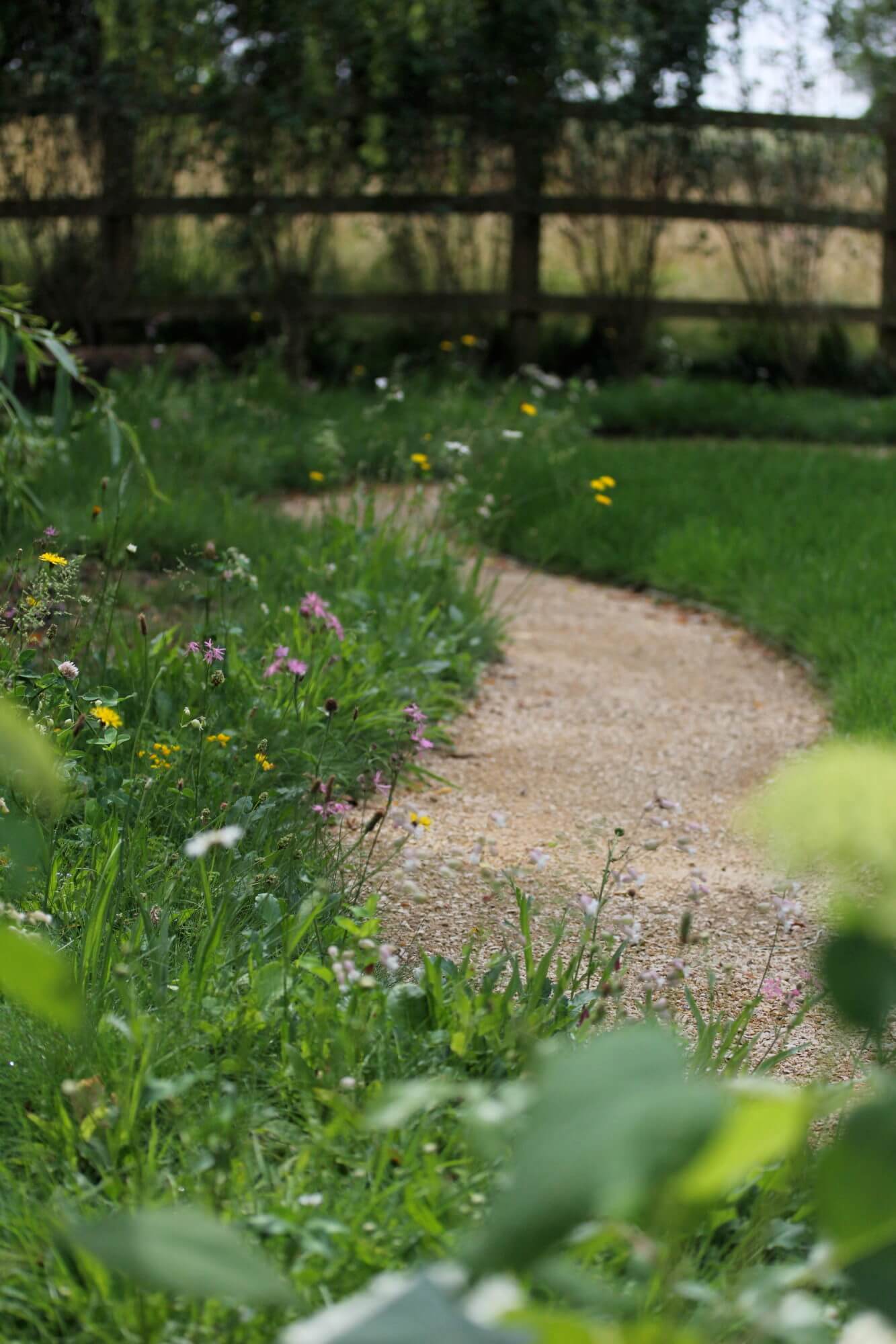 Winding hoggin pathway through a wildflower lawn