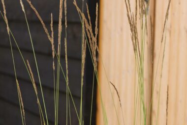 Fine feathery grasses growing in front of wooden cladded garden studio