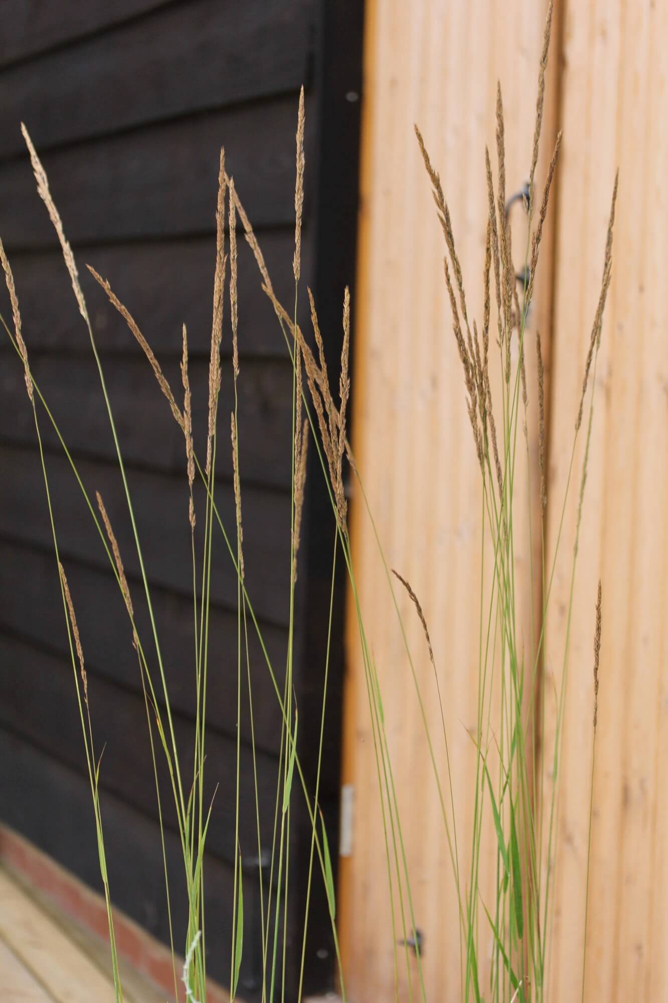 Fine feathery grasses growing in front of wooden cladded garden studio
