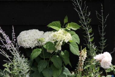 Whit hydrangea against black wall