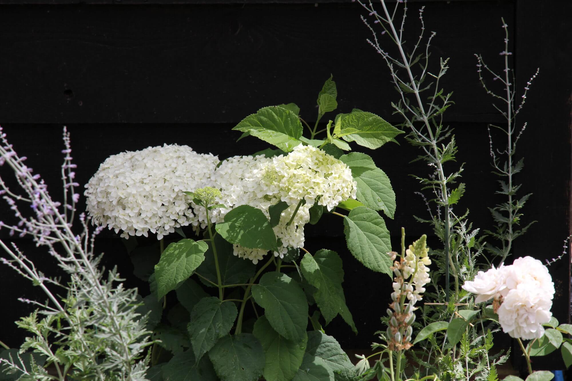 Whit hydrangea against black wall