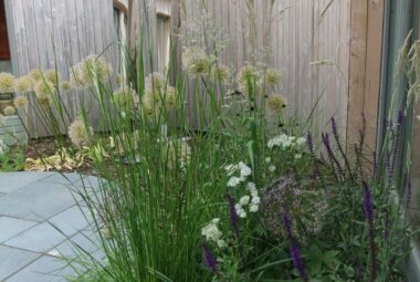 Alliums, Salvia and grasses of wooden cladded garden pod