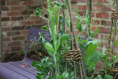 Sweet peas climbing up woven willow tripods