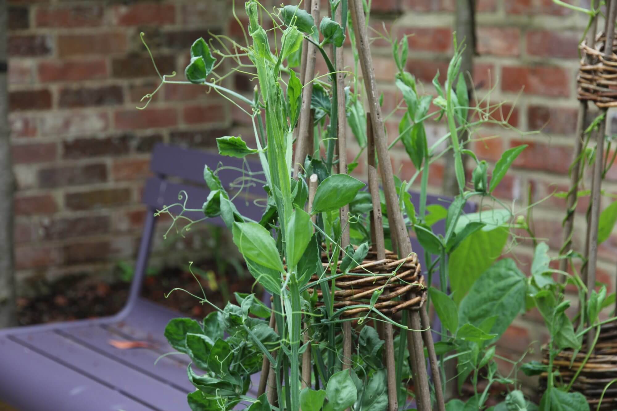 Sweet peas climbing up woven willow tripods