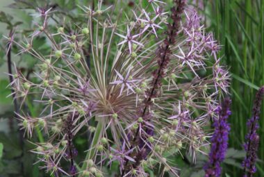 Allium