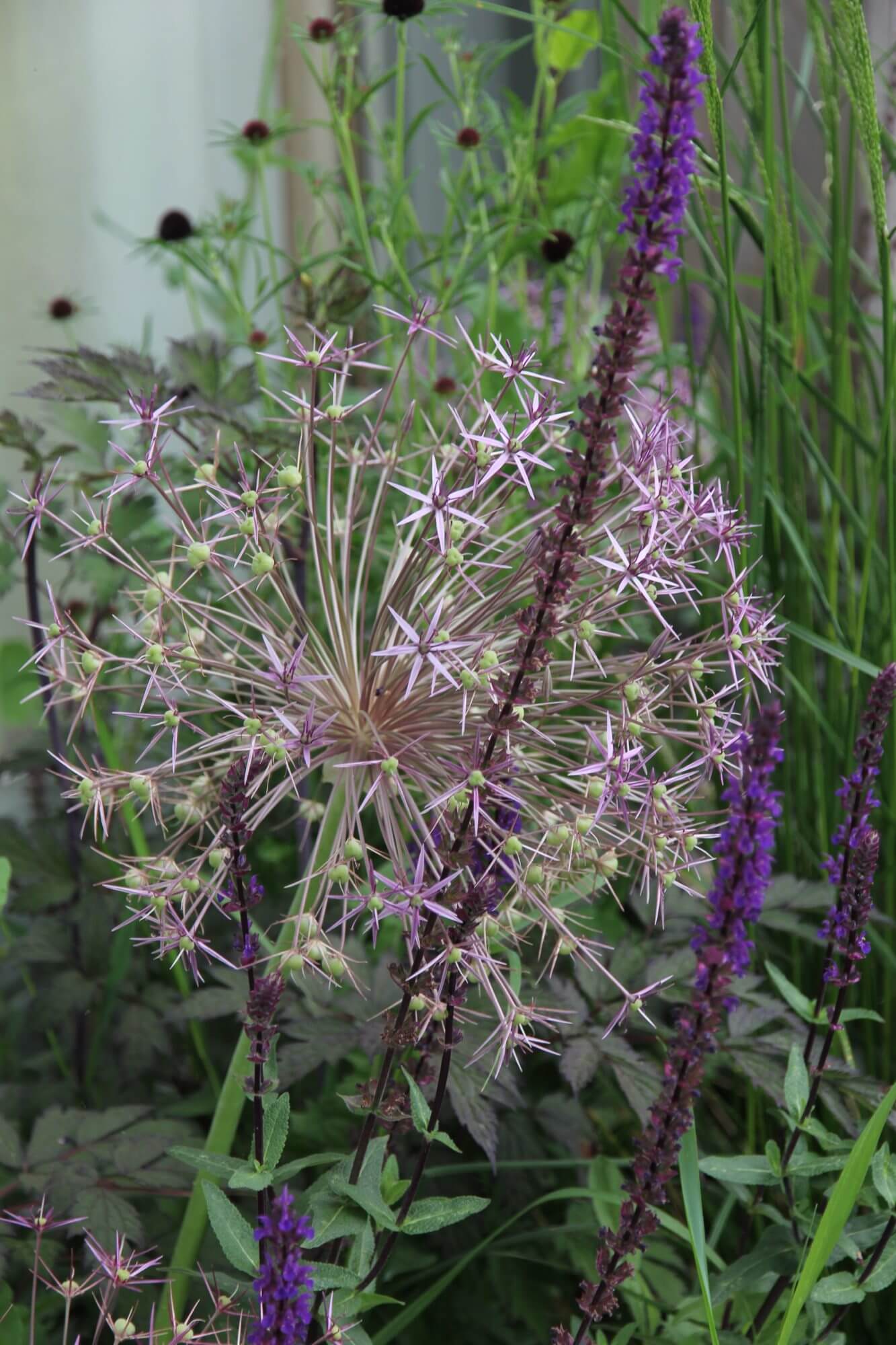 Allium