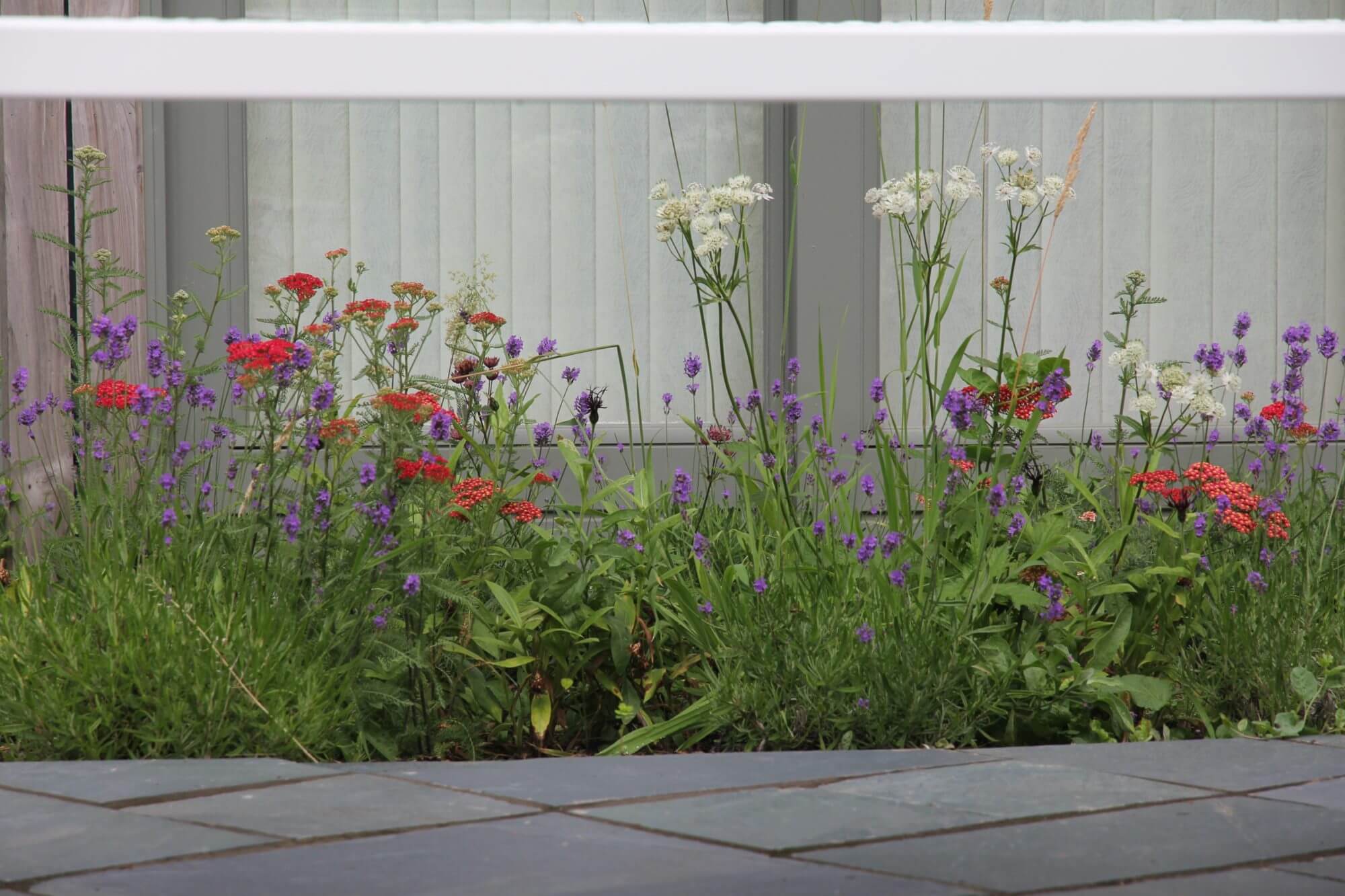 Flower bed filled with meadow like flowers in white, reds and purples