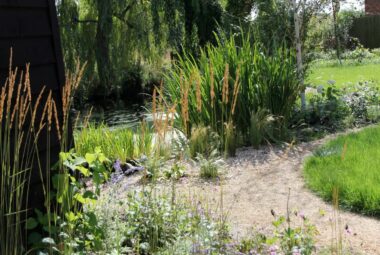 Wild flower patch in oxford garden