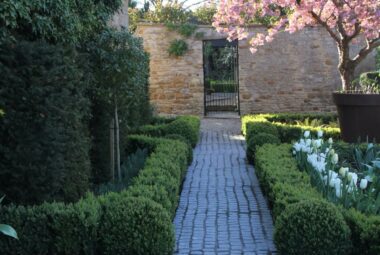 Garden path topiary hedging and pink flowering blossom tree and white tulips