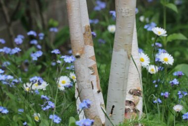 Forget me nots growing under paper birch tree