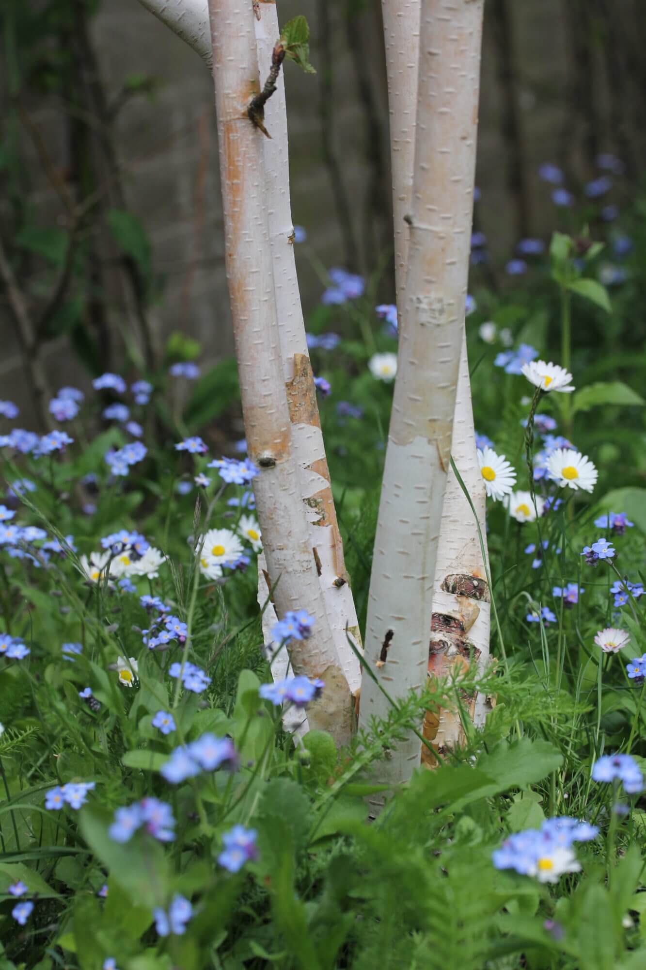 Forget me nots growing under paper birch tree