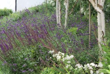 Lavender meadow with seasonal flowers in border of cottage garden