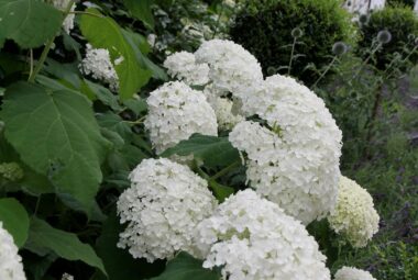 Close up shot of Viburnum growing in border