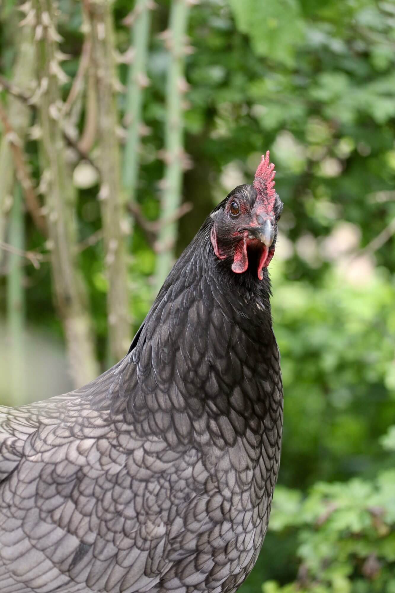 Oxford blue chicken