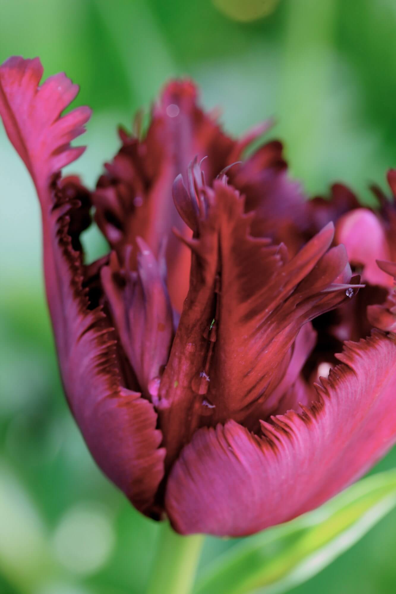 black parrot tulip