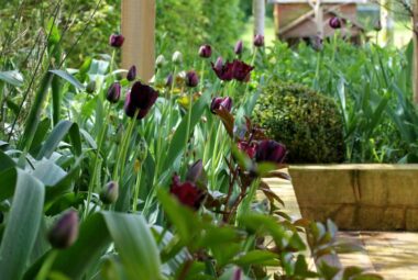 purple tulips and garden