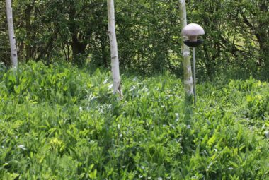 wildflower meadow with trees and bird feeders