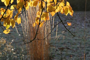 autumn grasses