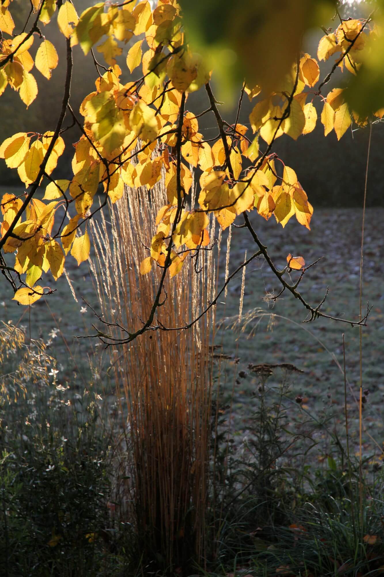 autumn grasses