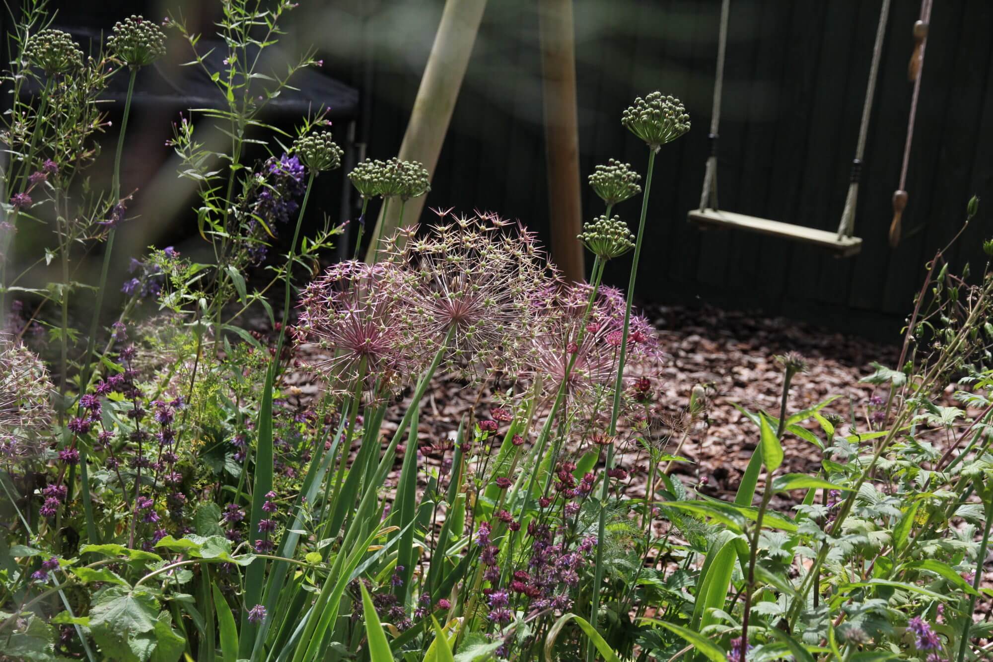 Alliums growing in the garden