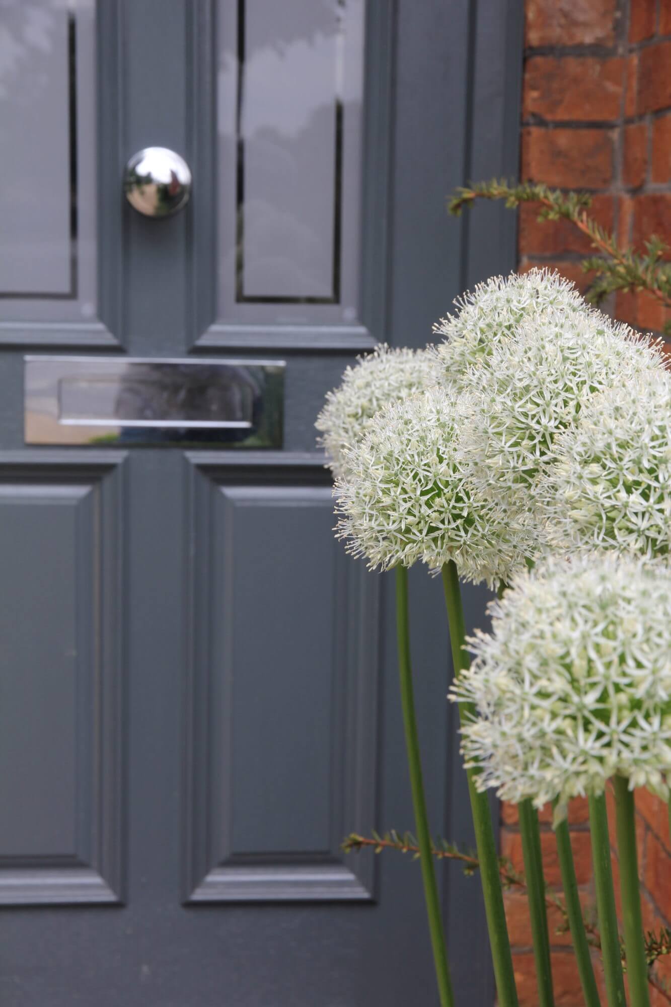 White alliums next to farrow & ball downpipes grey victorian door