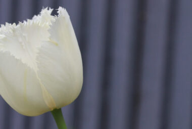 White and black tulips