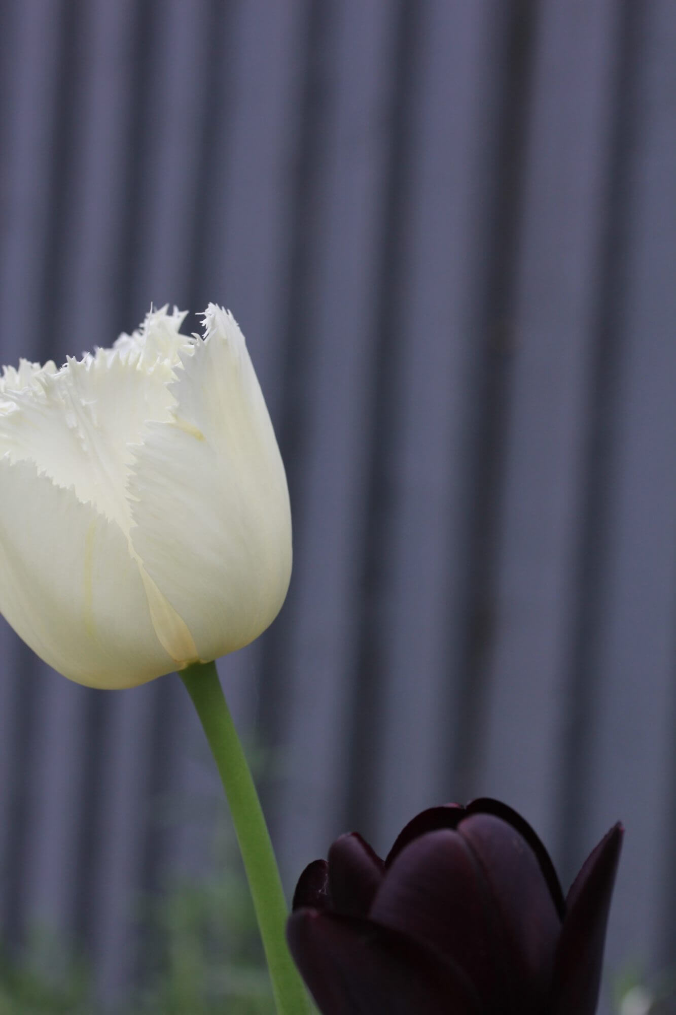White and black tulips
