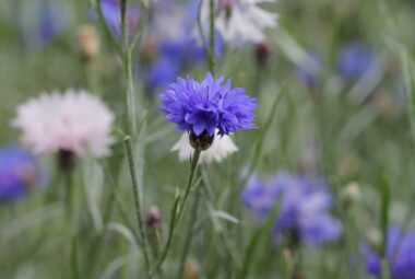 Blue cornflowers