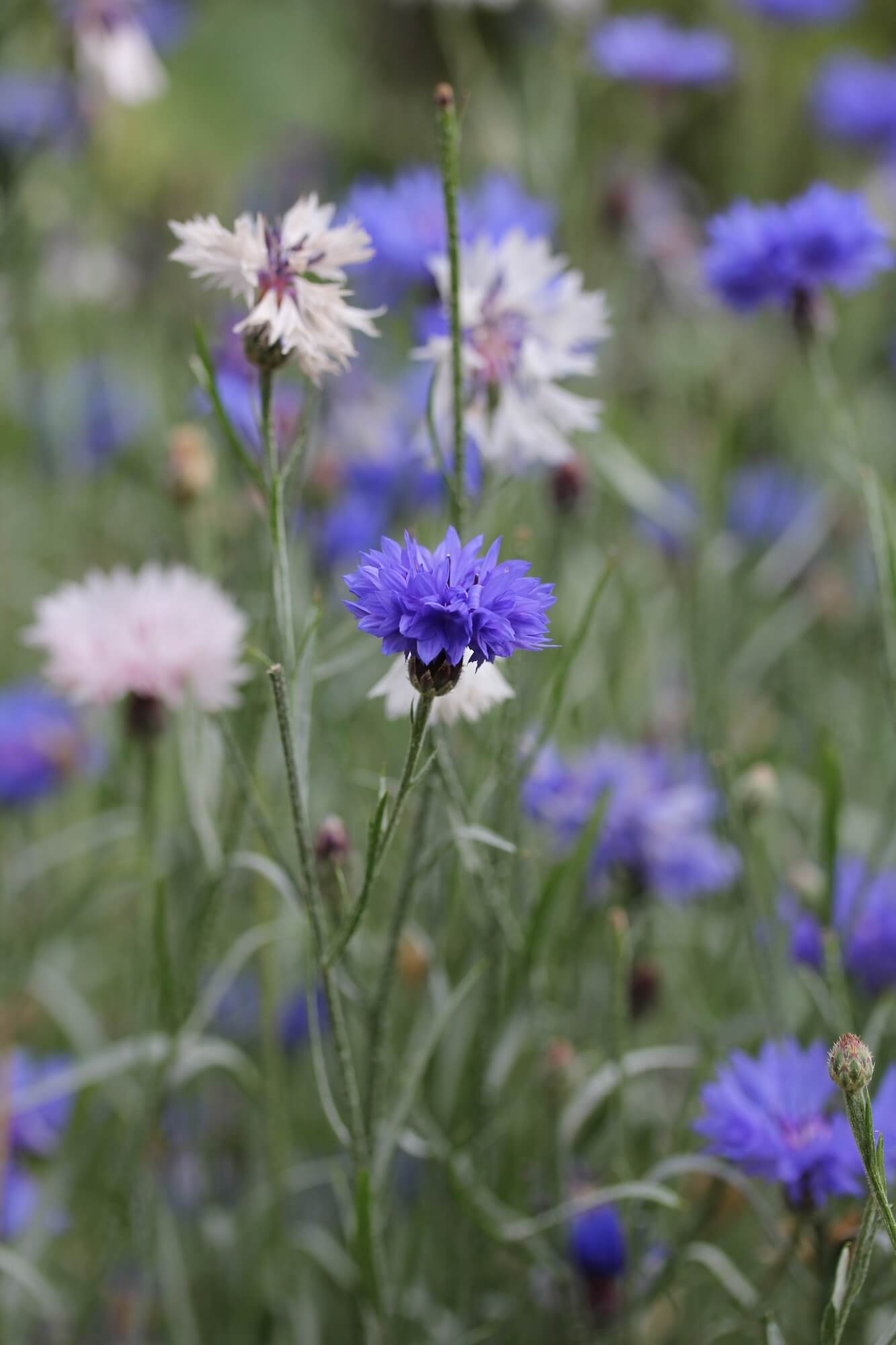 Blue cornflowers