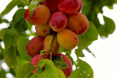 apricot fruits in a garden