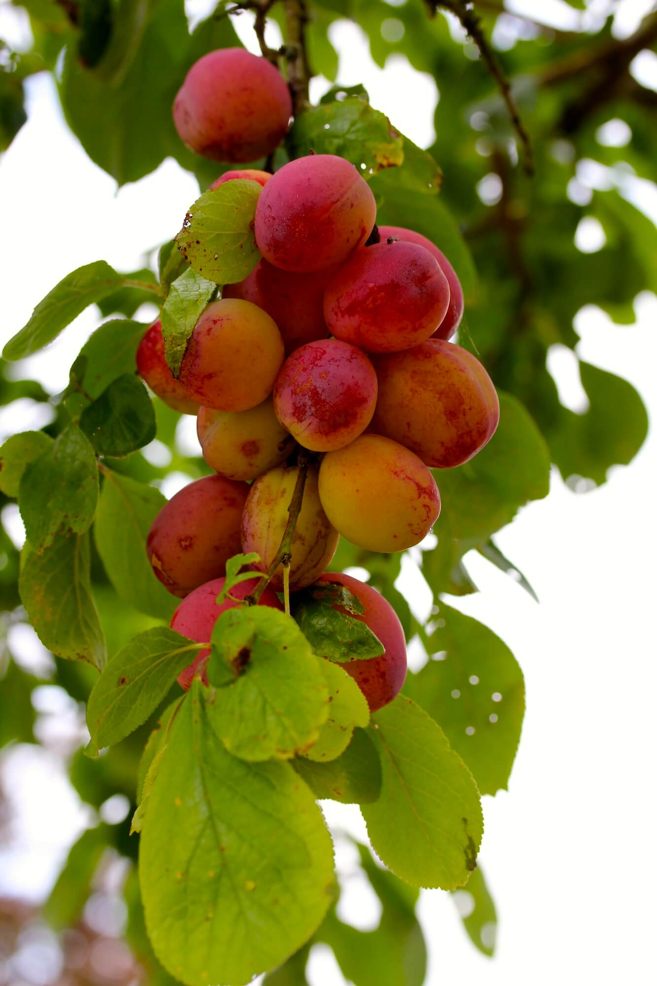 apricot fruits in a garden