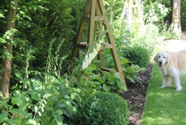 Golden retriever sniffing around flower bed with wooden tripods