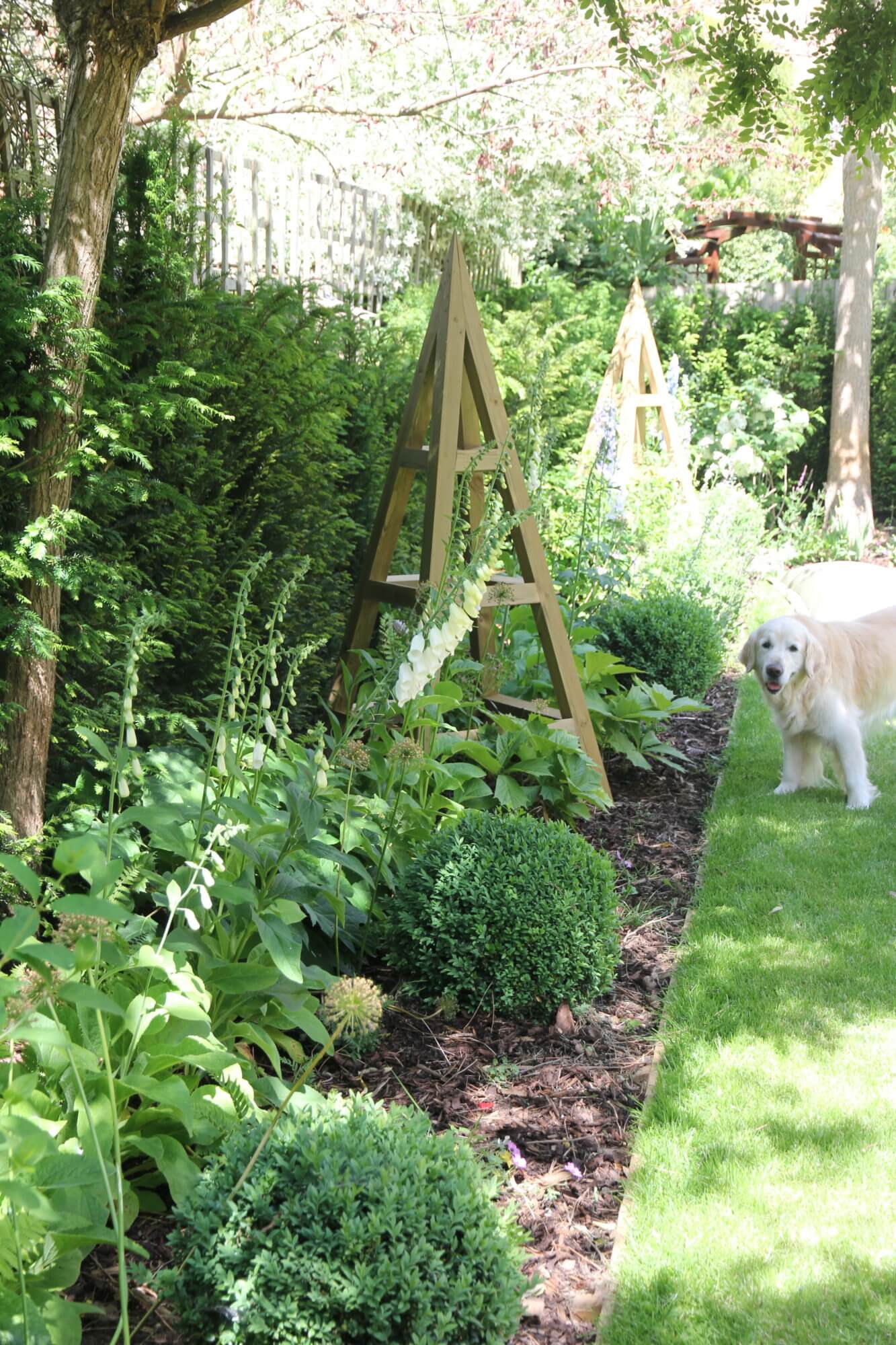 Golden retriever sniffing around flower bed with wooden tripods
