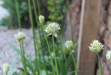 white Allium flowers