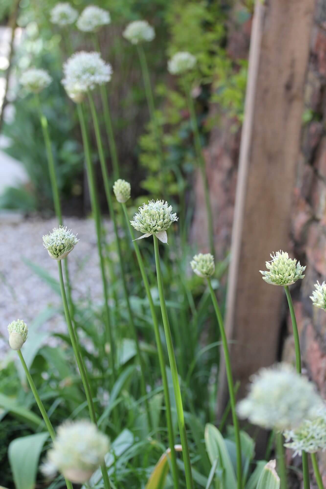 white Allium flowers