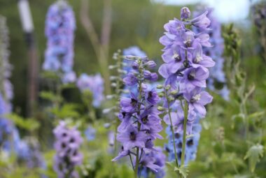 blue delphiniums