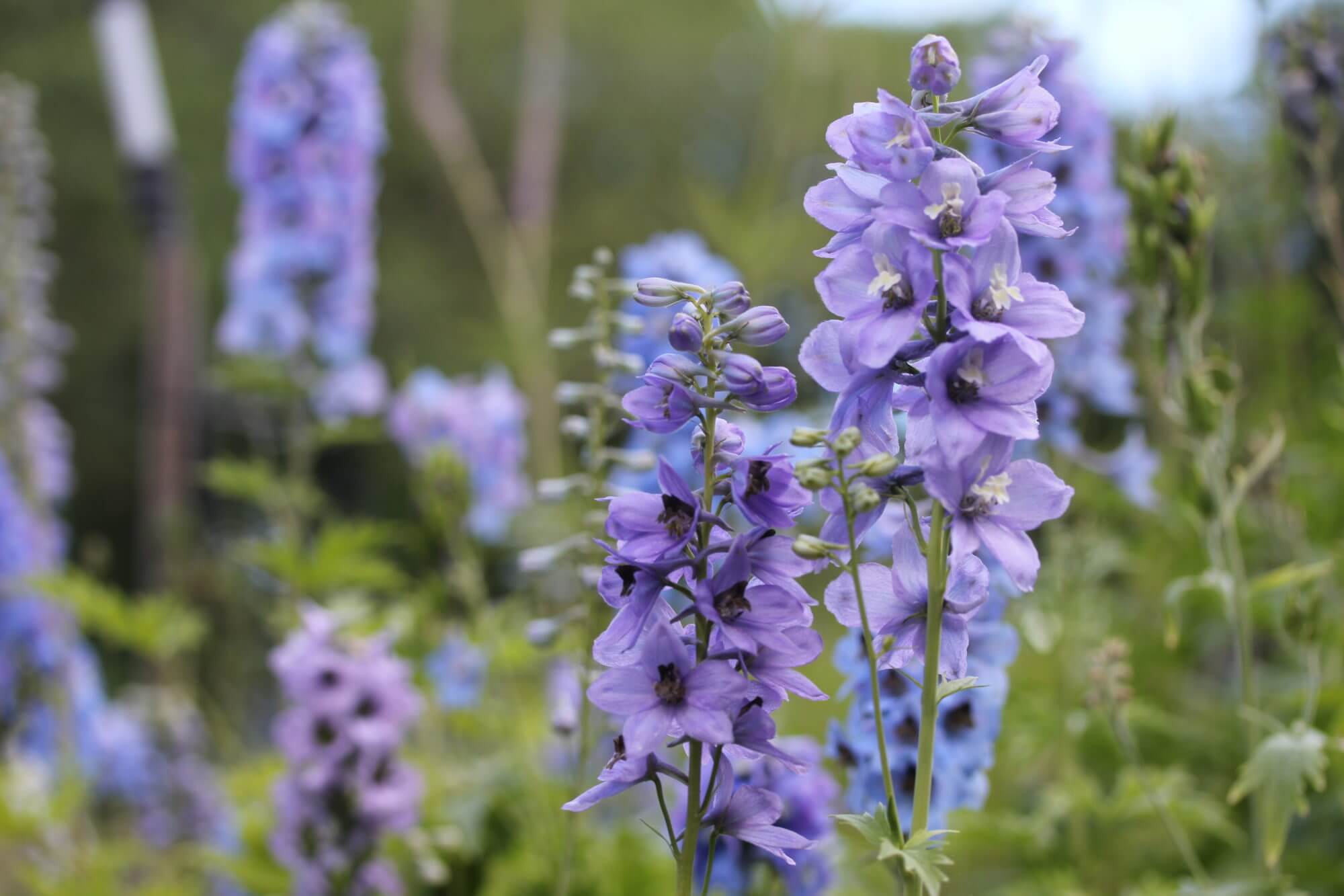 blue delphiniums