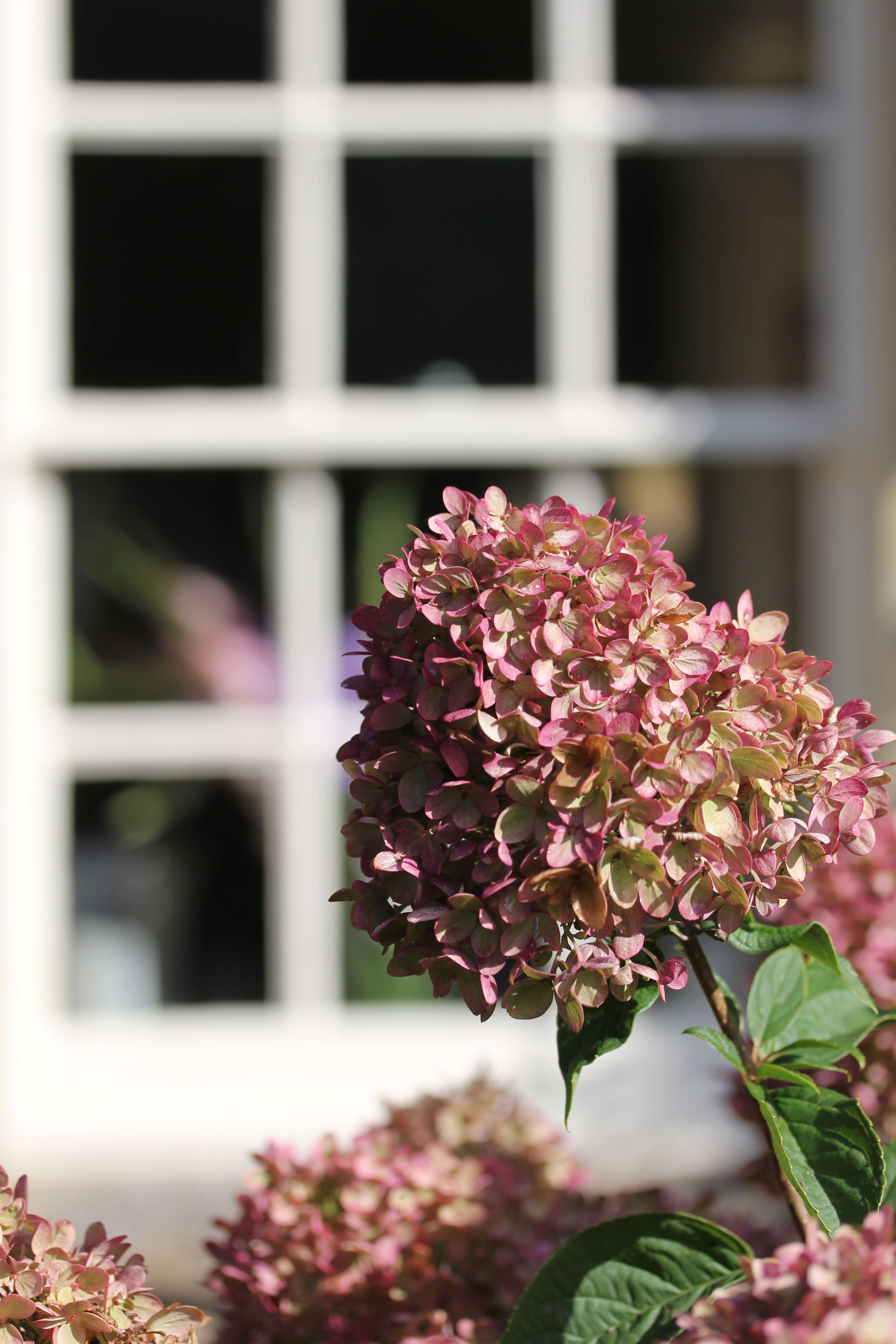 Hydrangea flower in autumn turning rustic infant of a window