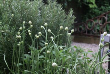 Close up of rosemary bush