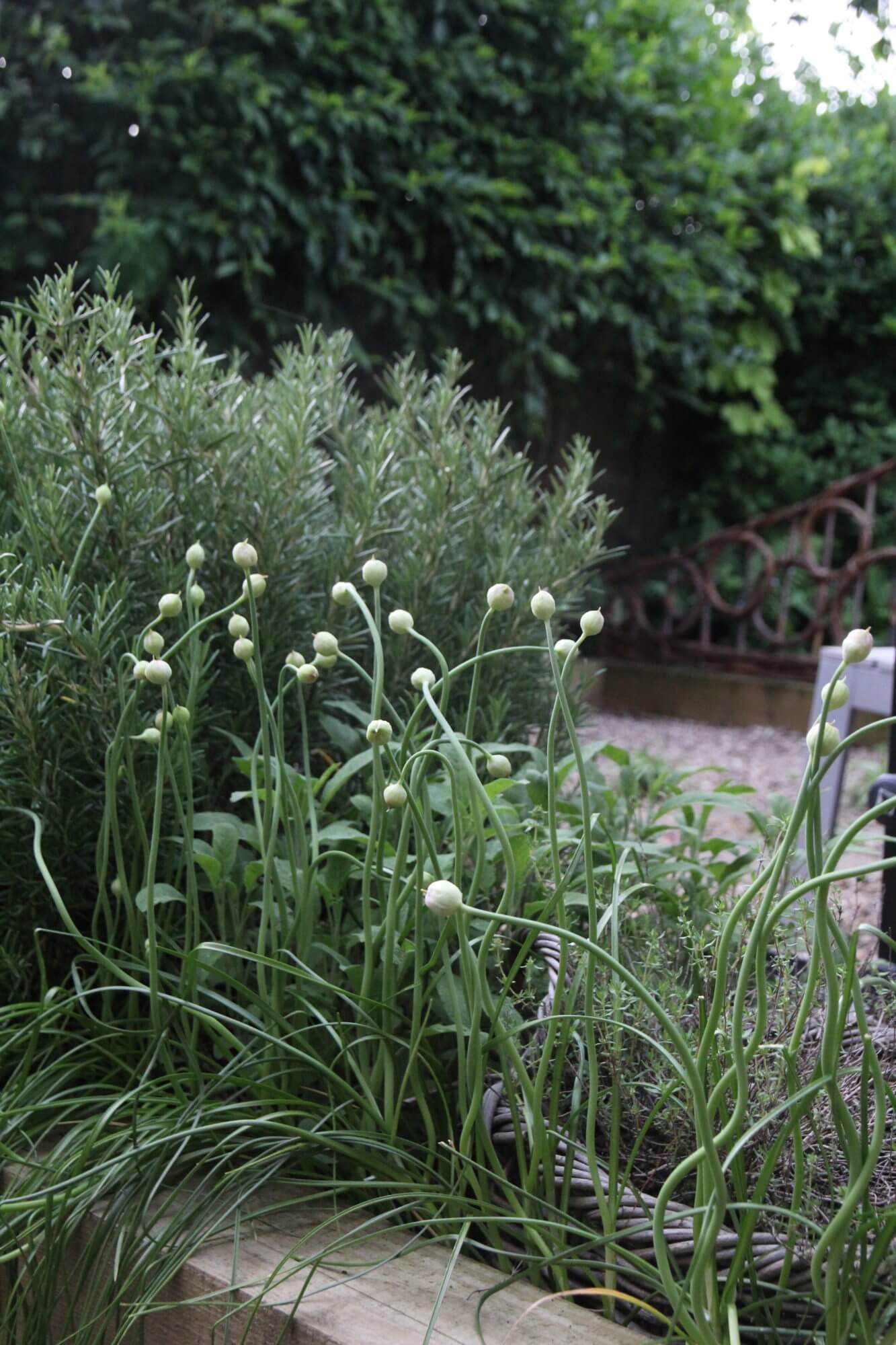 Close up of rosemary bush