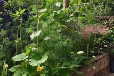 productive garden raised flower bed with a tall sunflower