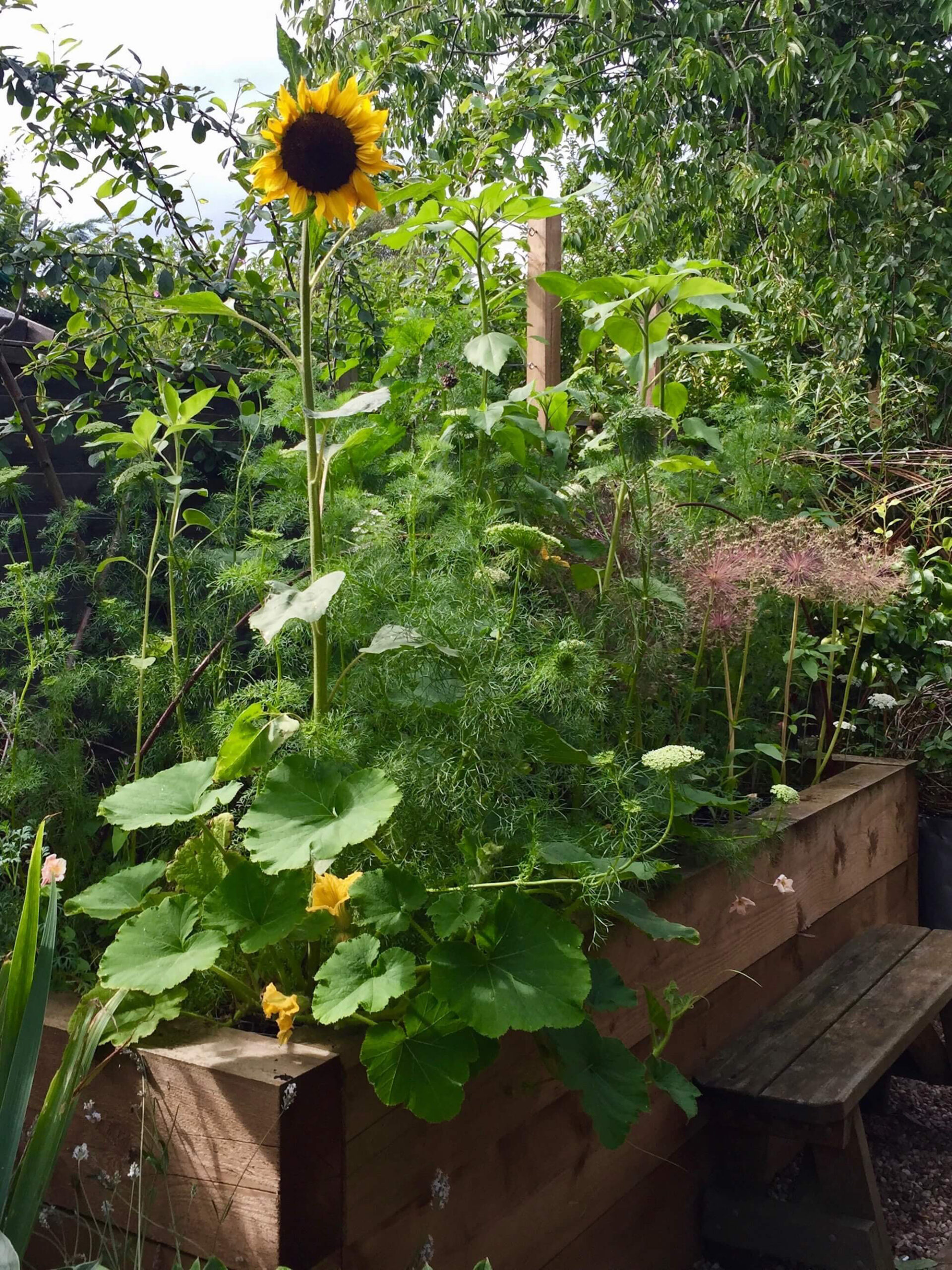 productive garden raised flower bed with a tall sunflower