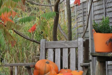 Orange pumpkins of various sizes on a wooden chair under a tree in autumn