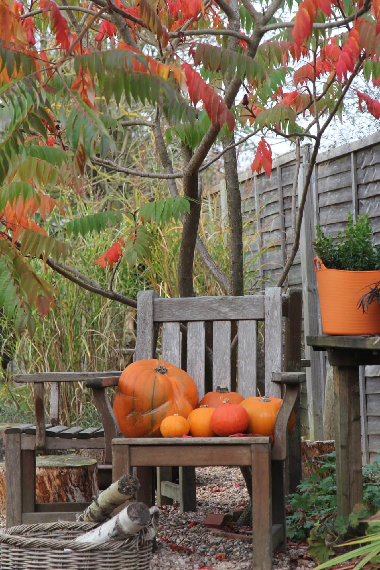 Orange pumpkins of various sizes on a wooden chair under a tree in autumn
