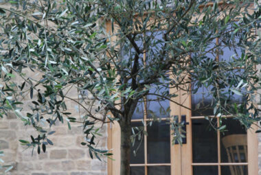 Olive tree against stone house with hydrangeas growing under